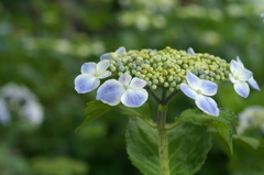 PIC鎌倉　長谷にて①T2013