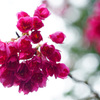うつむく寒緋桜を下から覗いて… 