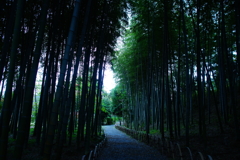 陽の落ちた竹林～大磯城山公園～