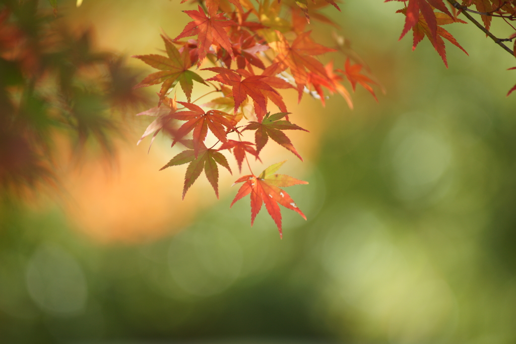 黄葉・紅葉 ぶら散歩 国営昭和記念公園 2015 11/15DSC00702