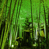 グリーンのライトに浮かび上がる竹林