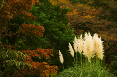 小さい秋 ぶら散歩 昭和記念公園 2015 10/10 DSC08001