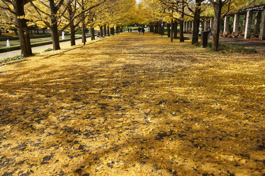 黄葉・紅葉 ぶら散歩 国営昭和記念公園 2015 11/15DSC01361