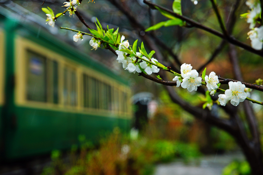大島桜が咲く頃に…①