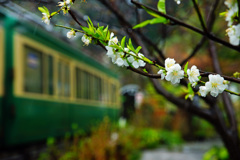 大島桜が咲く頃に…①