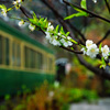 大島桜が咲く頃に…①