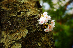 新倉山浅間公園の桜…