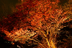 夜桜（おかめ桜） フラワーセンター 2016 3/5 DSC06692