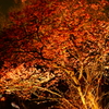 夜桜（おかめ桜） フラワーセンター 2016 3/5 DSC06692