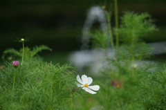フラワーセンターにて 6/13 DSC01301