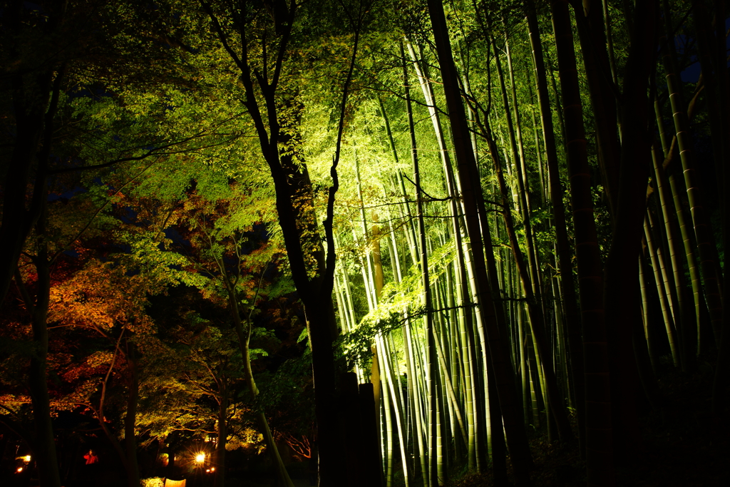幻想的な光景 ～大磯城山公園～