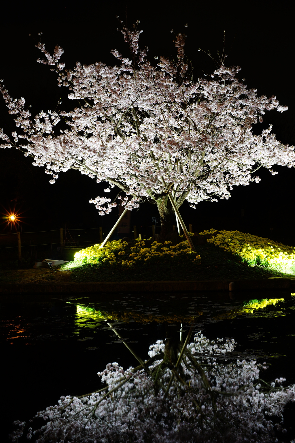 夜桜（玉縄桜） フラワーセンター 2016 3/5 DSC06711