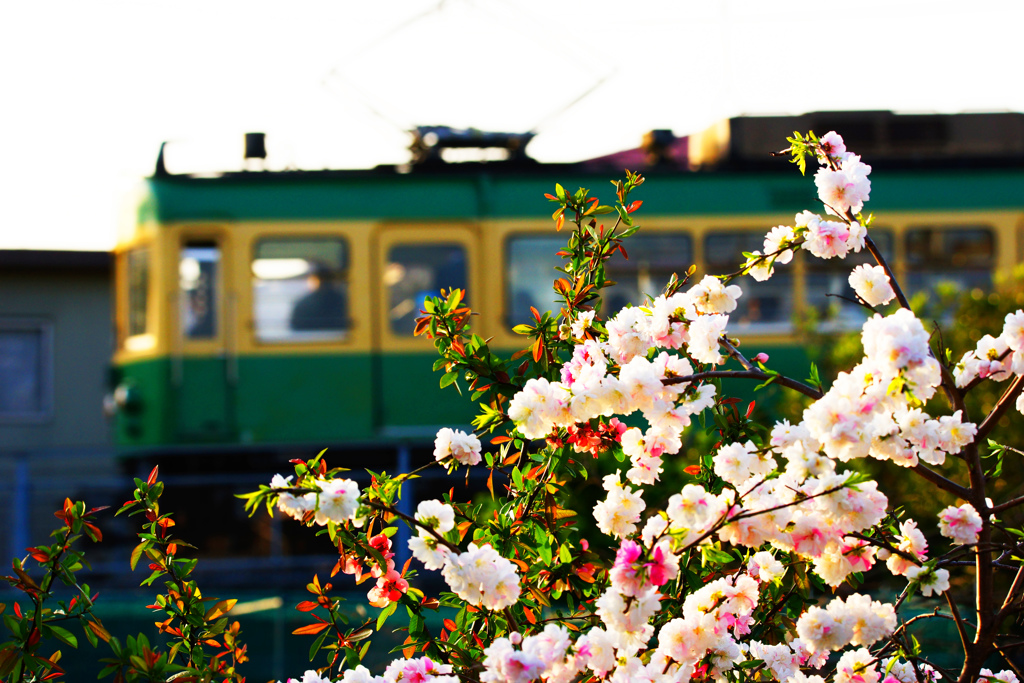 車窓から見える沿線の花桃を…③
