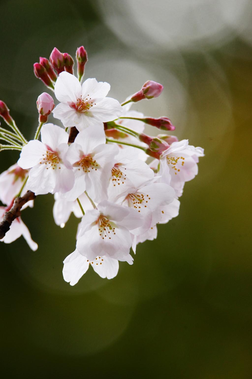 龍口寺満開の桜 ぶら散歩 2016 4/2 DSC07982