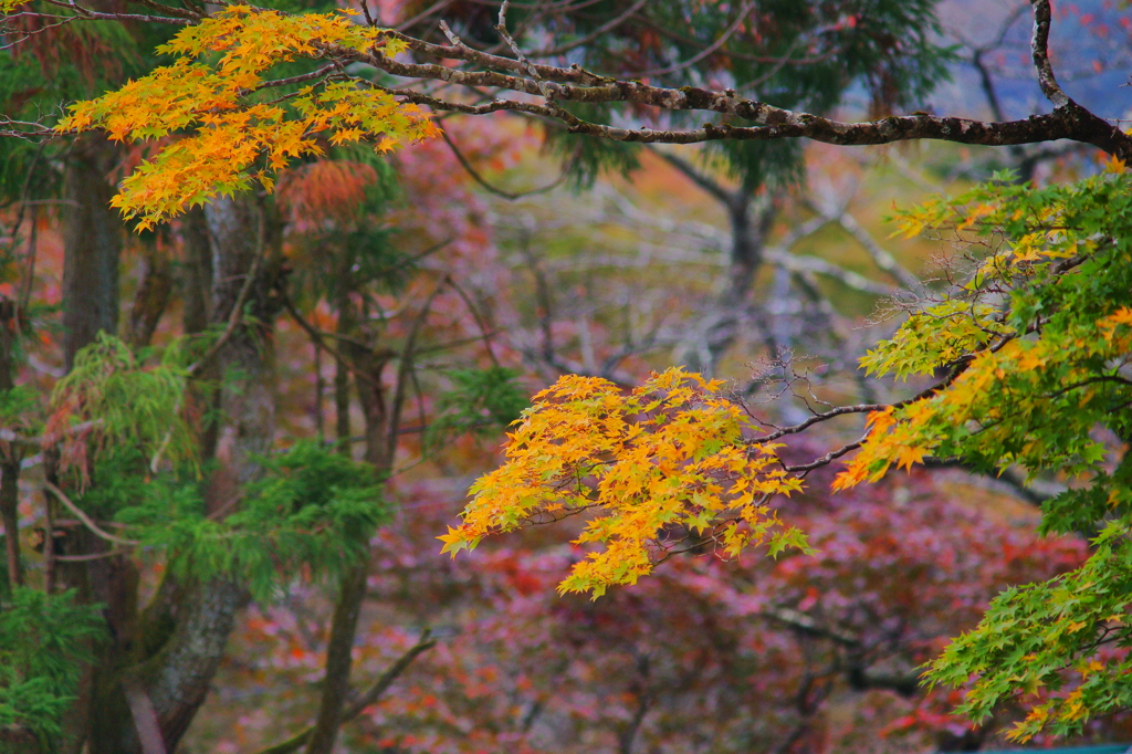 ちょっぴり紅葉狩り ぶら散歩 箱根 2015 10/31 DSC09212
