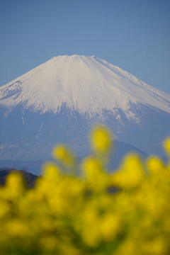 菜の花と富士山 ④