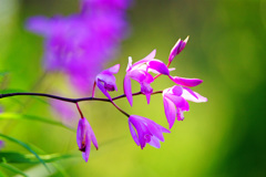 春の光の中で…紫蘭