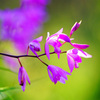 春の光の中で…紫蘭