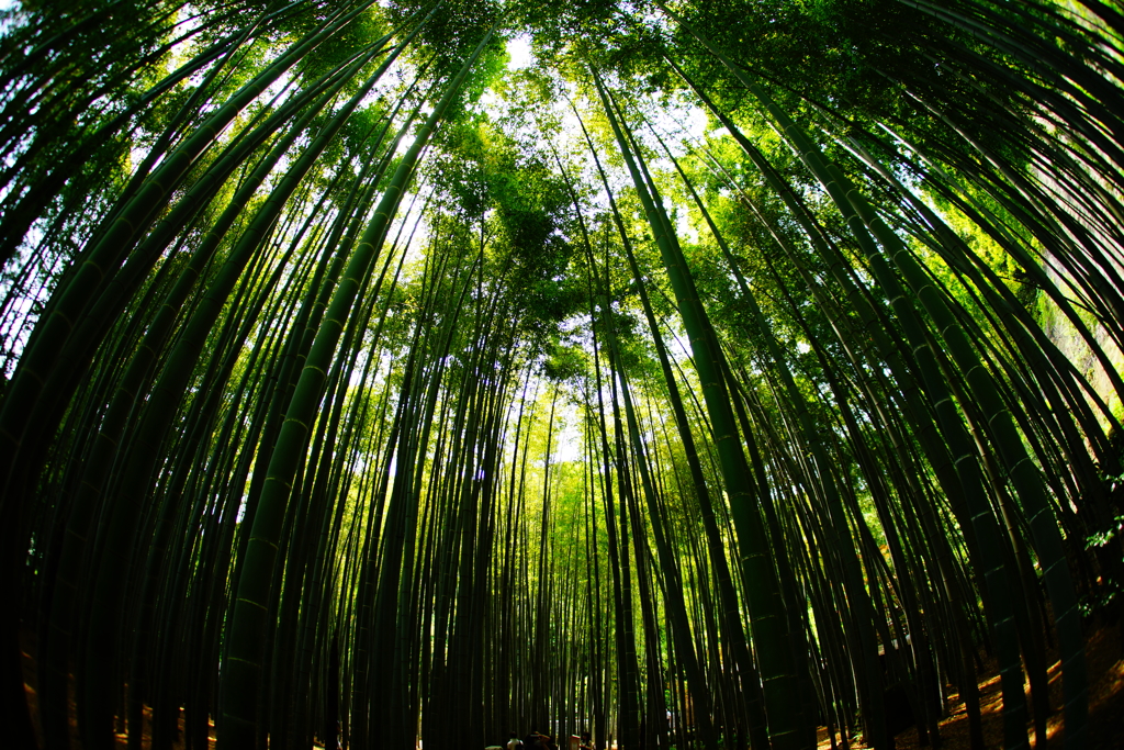 竹林の世界～報国寺～③