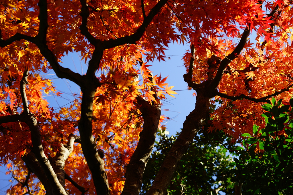 報国寺 竹撮ぶら散歩 2015 12/12 DSC02543