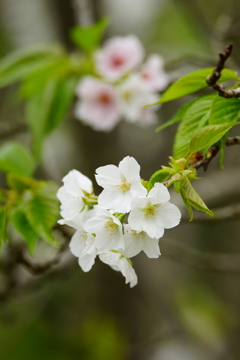 鎌倉中央公園 大島桜 2016 4/10 DSC08427