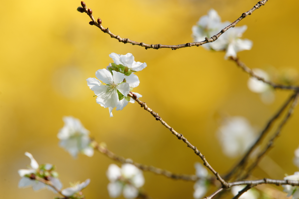 晩秋の十月桜と黄葉