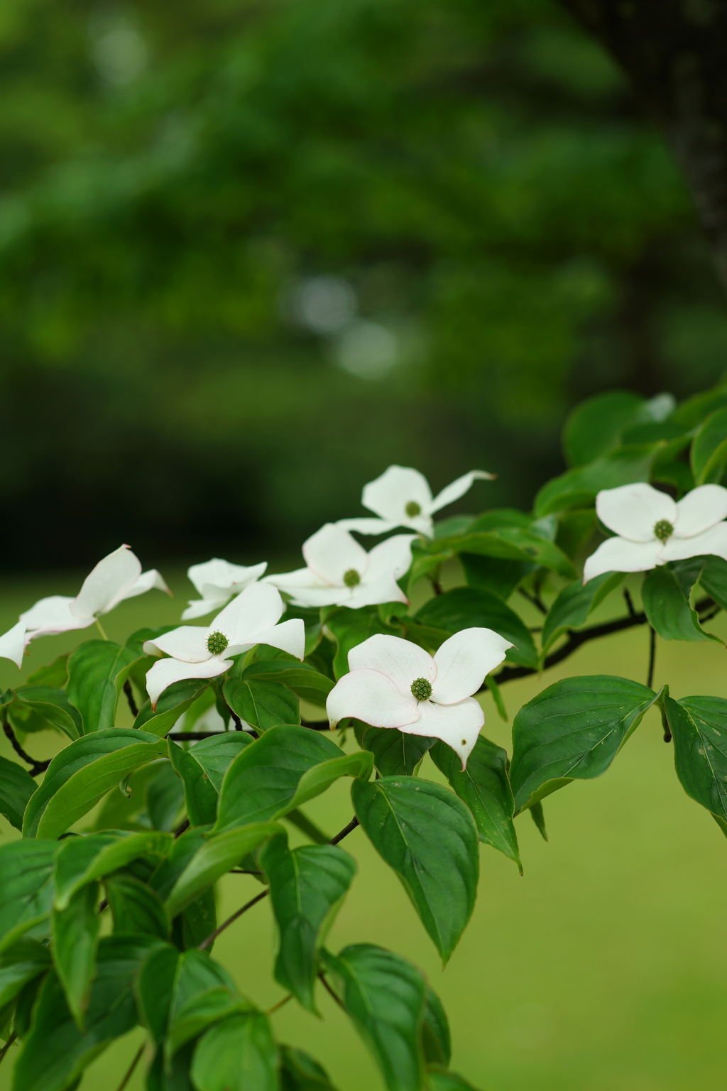ぶら散歩 2016 5/28 DSC02929
