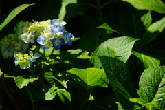 色付く紫陽花～極楽寺～②