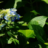 色付く紫陽花～極楽寺～②