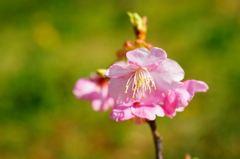 河津桜 白浜桜の里 2016 2/11 DSC05519