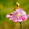 河津桜 白浜桜の里 2016 2/11 DSC05519