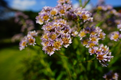 ぶら散歩 神代植物公園 2015 10/12 DSC00498