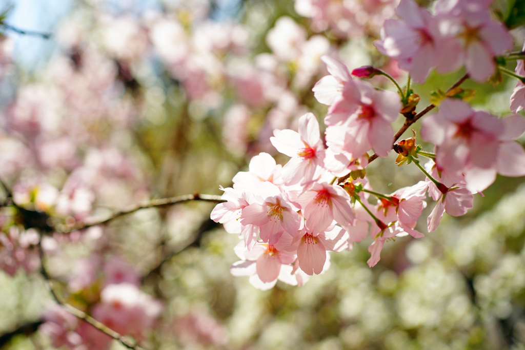 桃源郷の御殿場桜 ③