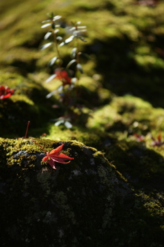 箱根美術館 ぶら散歩 2015 11/21 DSC00922