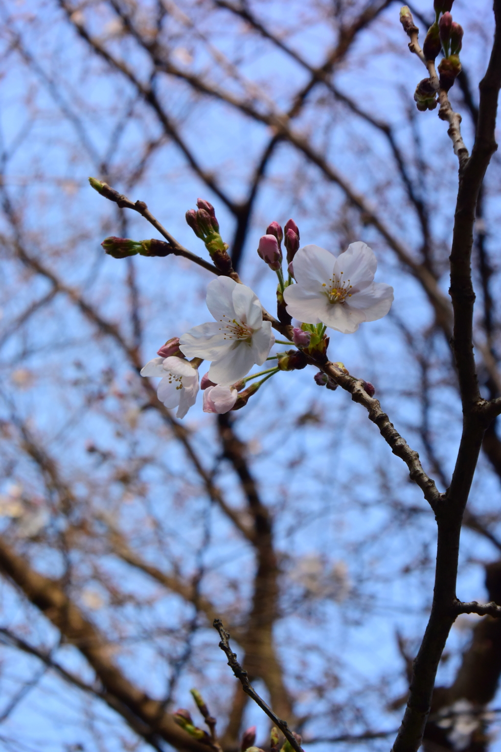 ちょっぴり開花 奥田公園 2016 3/23 DSC_2408