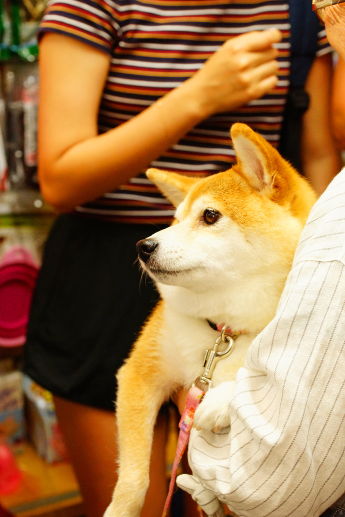 SIBAの店でチヤホヤされて御満悦 ②