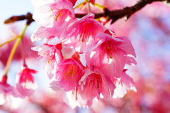 河津桜 白浜桜の里 2016 2/11 DSC05627
