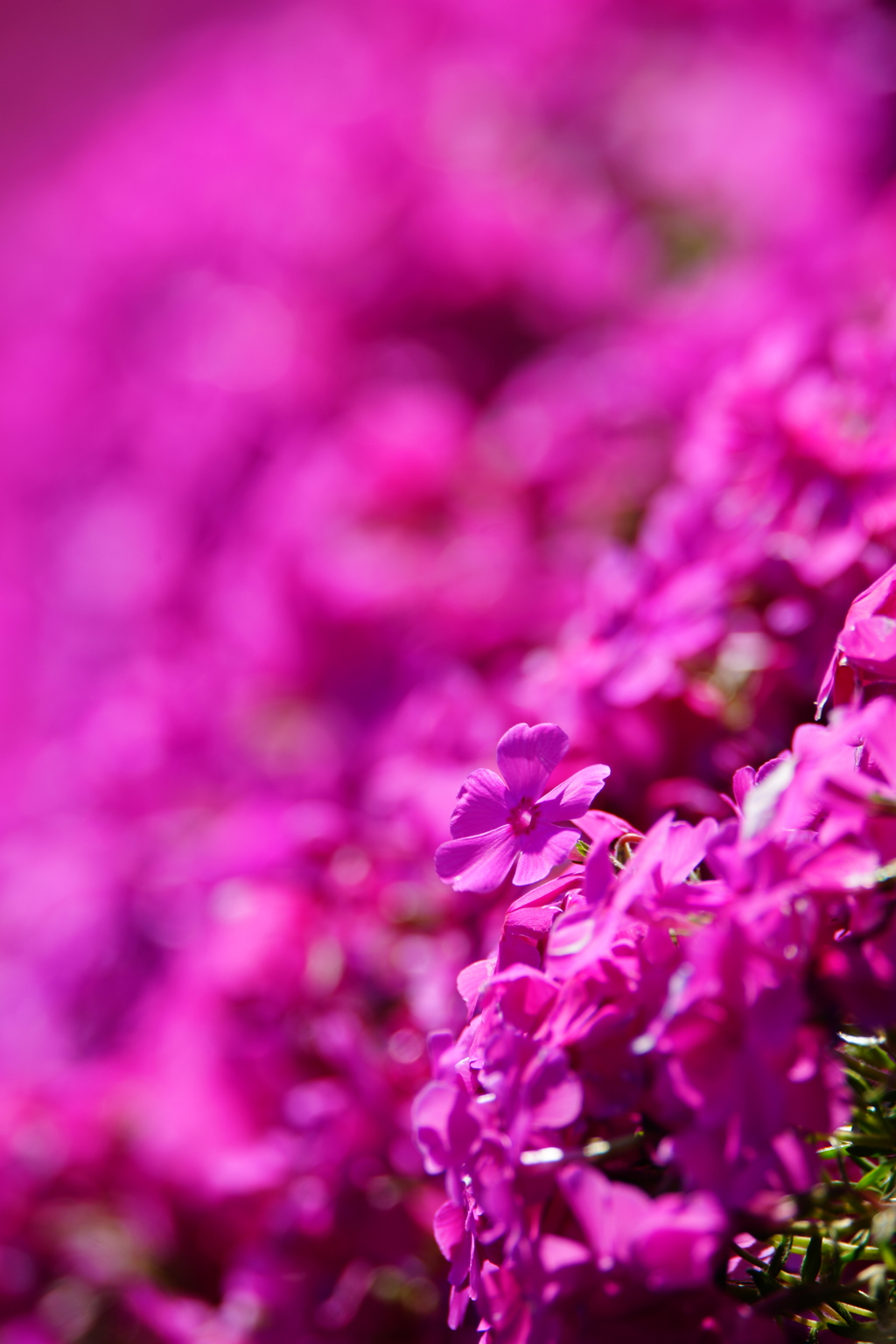 朝の光の中で～芝桜～