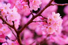 春めき桜...桃色吐息 ②