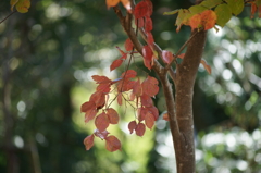 ぶら散歩 神奈川県立あいかわ公園 2015 11/3 DSC09914
