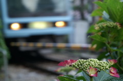 鎌倉　長谷にて②PICT2296