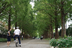 並木の果てまで競争しないか？