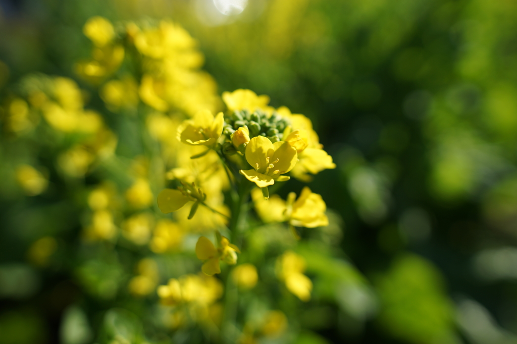 吾妻山 菜の花 ウォッチング 2016 1/9 DSC04274