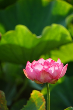 秘密の蓮池again 朝ぶらの収穫 2016 6/19 DSC03865