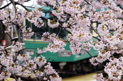 満開の桜と江ノ電 龍口寺ぶら散歩 2016 4/2 DSC07752