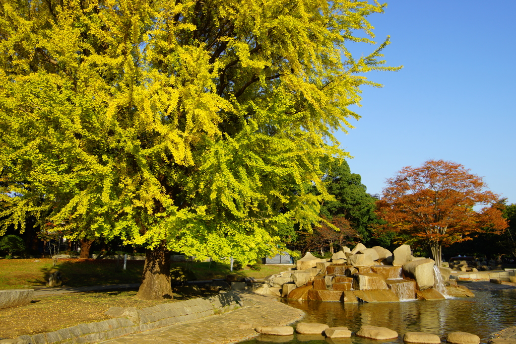 秋色公園散策