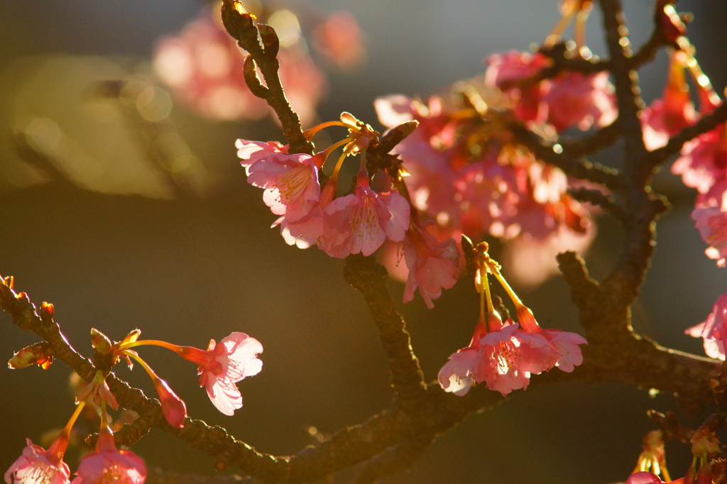 鎌倉宮 河津桜 2016 1/24 DSC04655