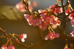 鎌倉宮 河津桜 2016 1/24 DSC04655