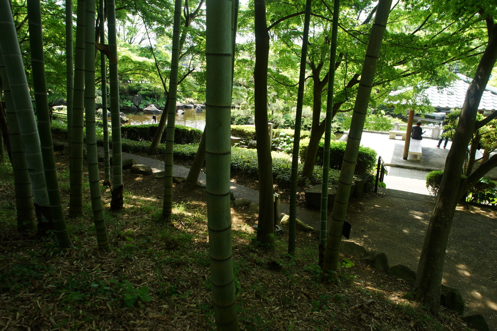 大磯城山公園 2016 5/15 DSC02398