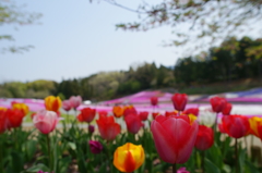 秩父 羊山公園　芝桜まつり2016 DSC04751